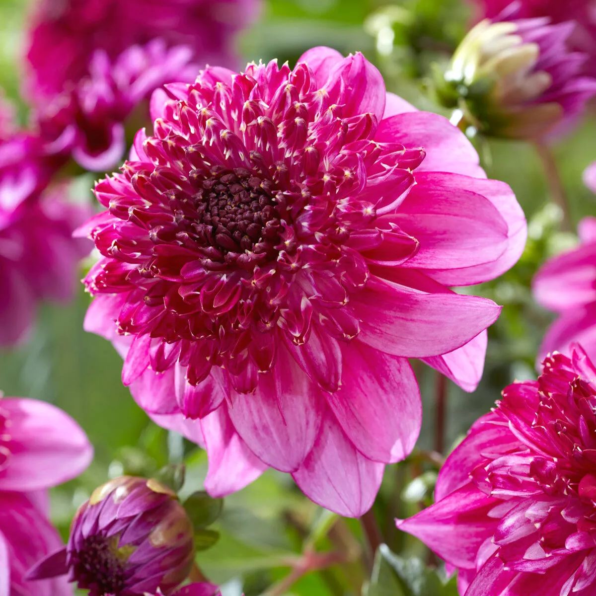 Dahlia 'Richards Fortune'