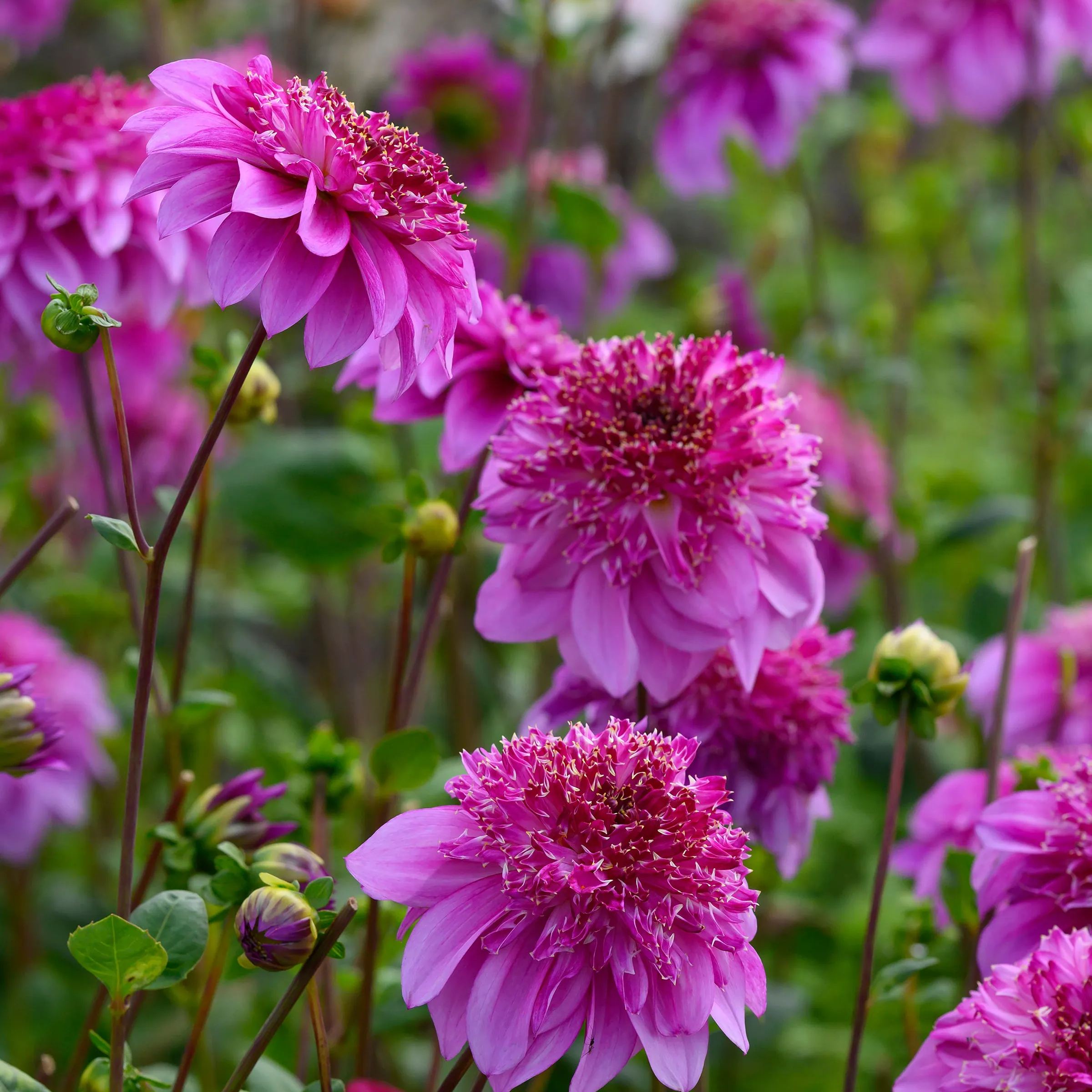 Dahlia 'Richards Fortune'