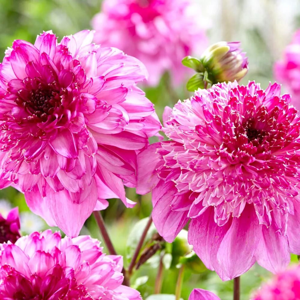 Dahlia 'Richards Fortune'