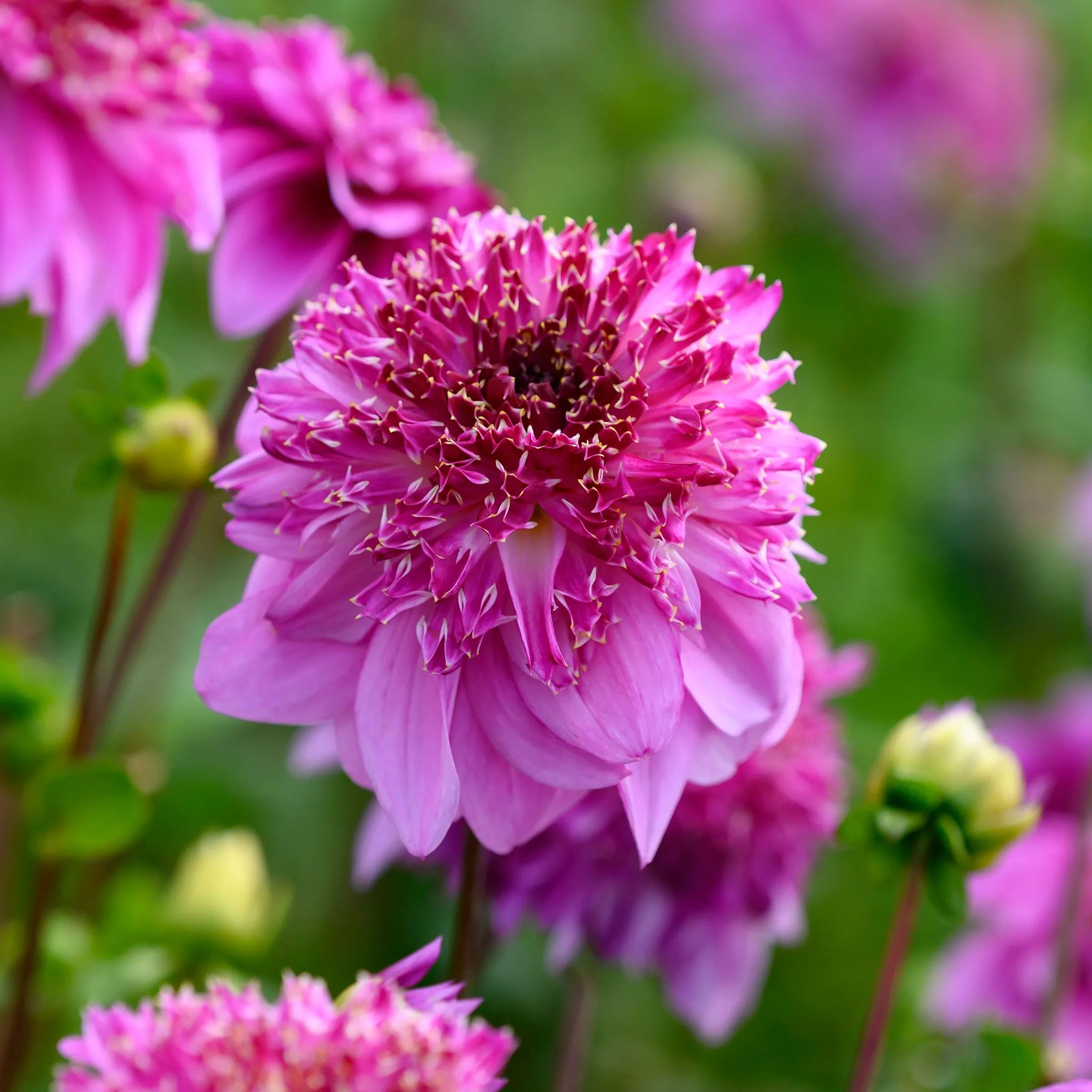 Dahlia 'Richards Fortune'