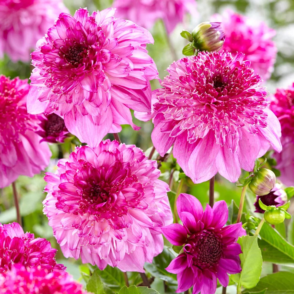 Dahlia 'Richards Fortune'