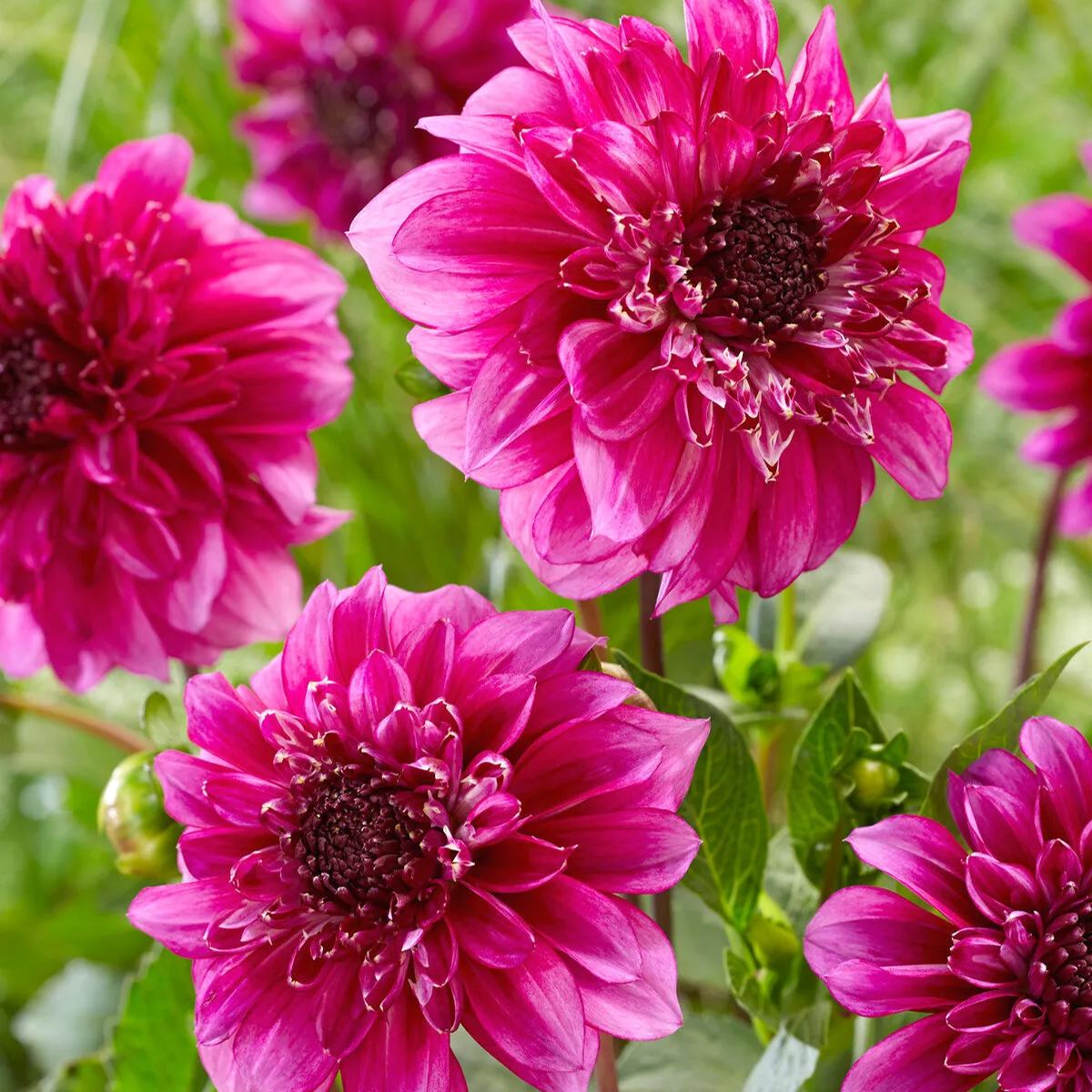Dahlia 'Richards Fortune'