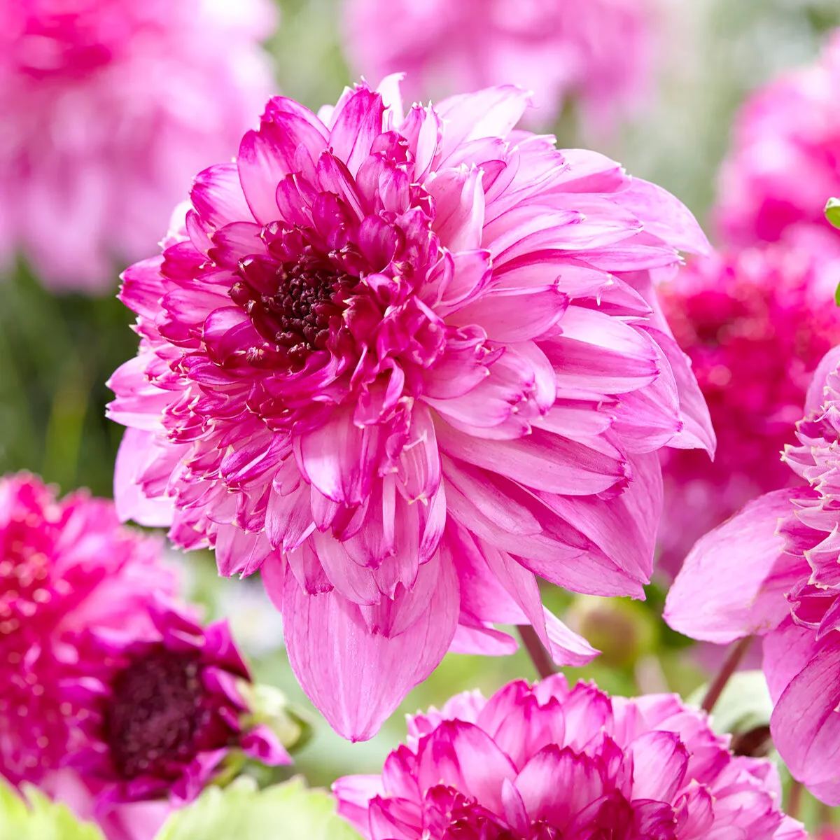 Dahlia 'Richards Fortune'