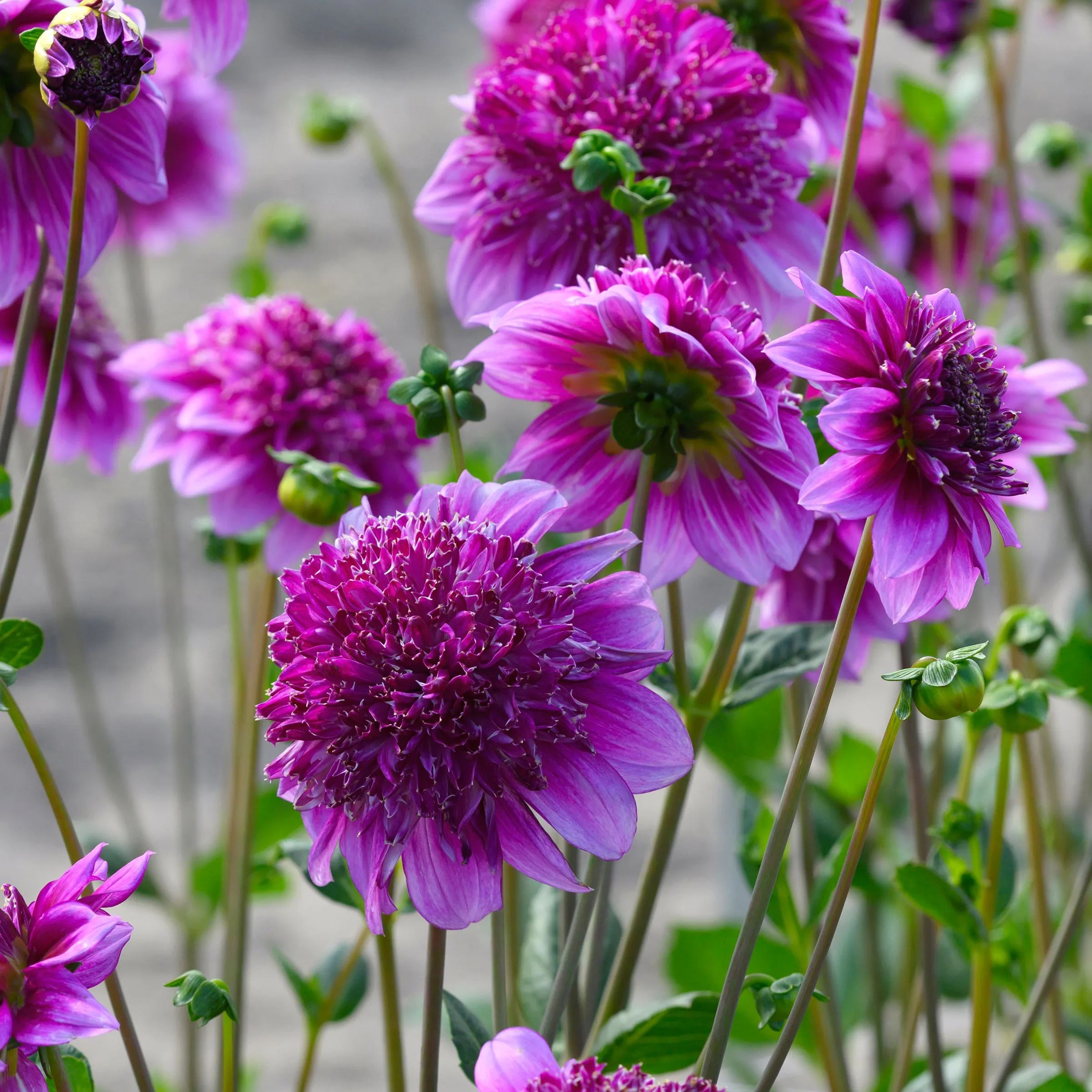 Dahlia 'Richards Fortune'