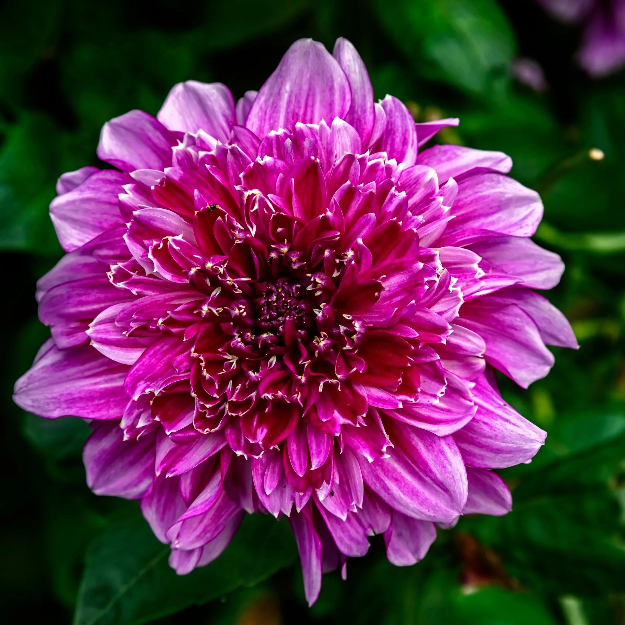 Dahlia 'Richards Fortune'
