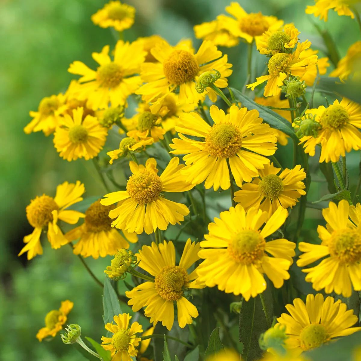 Helenium 'Sombrero'