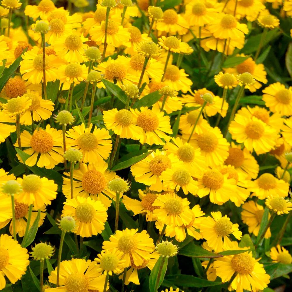 Helenium 'Sombrero'