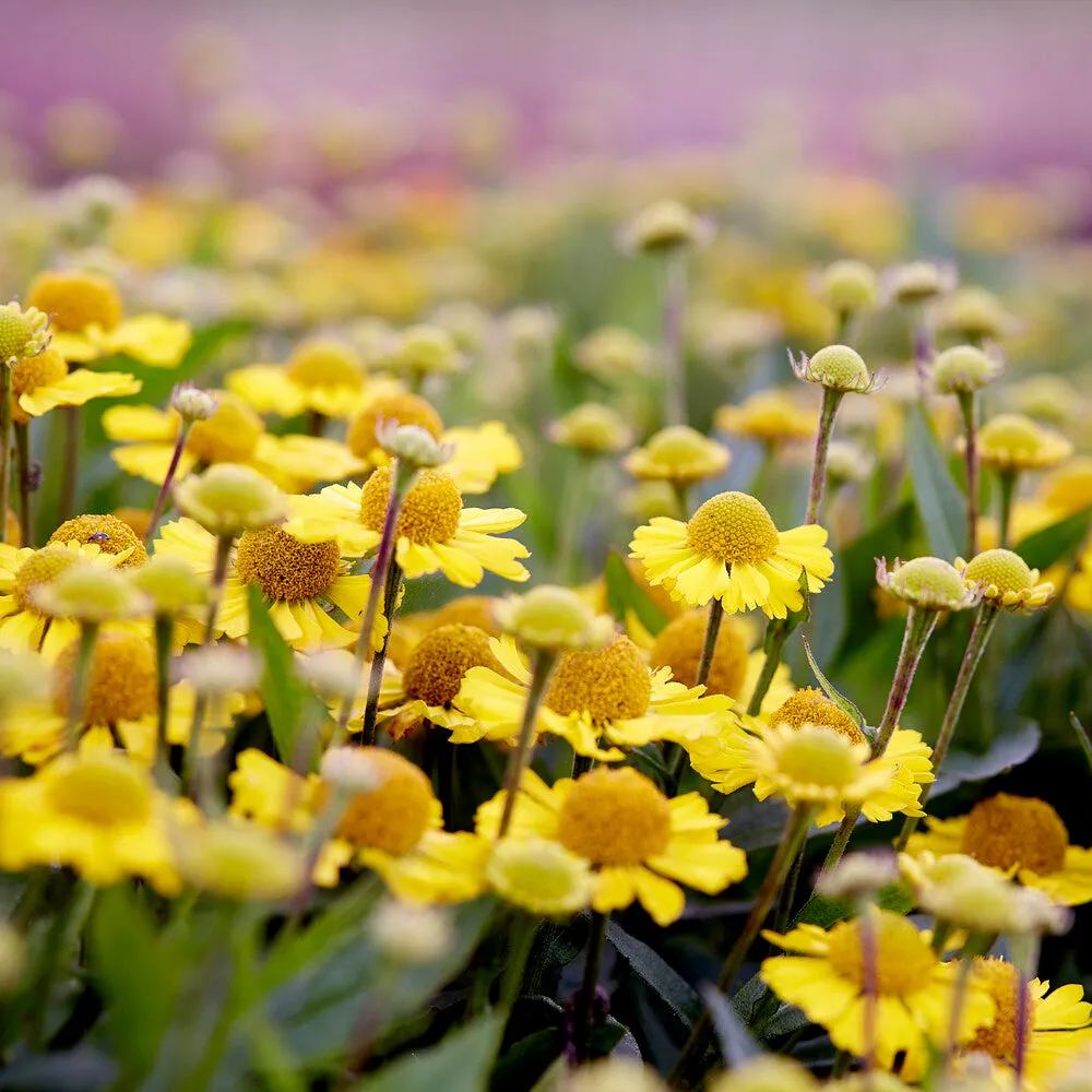Helenium 'Sombrero'