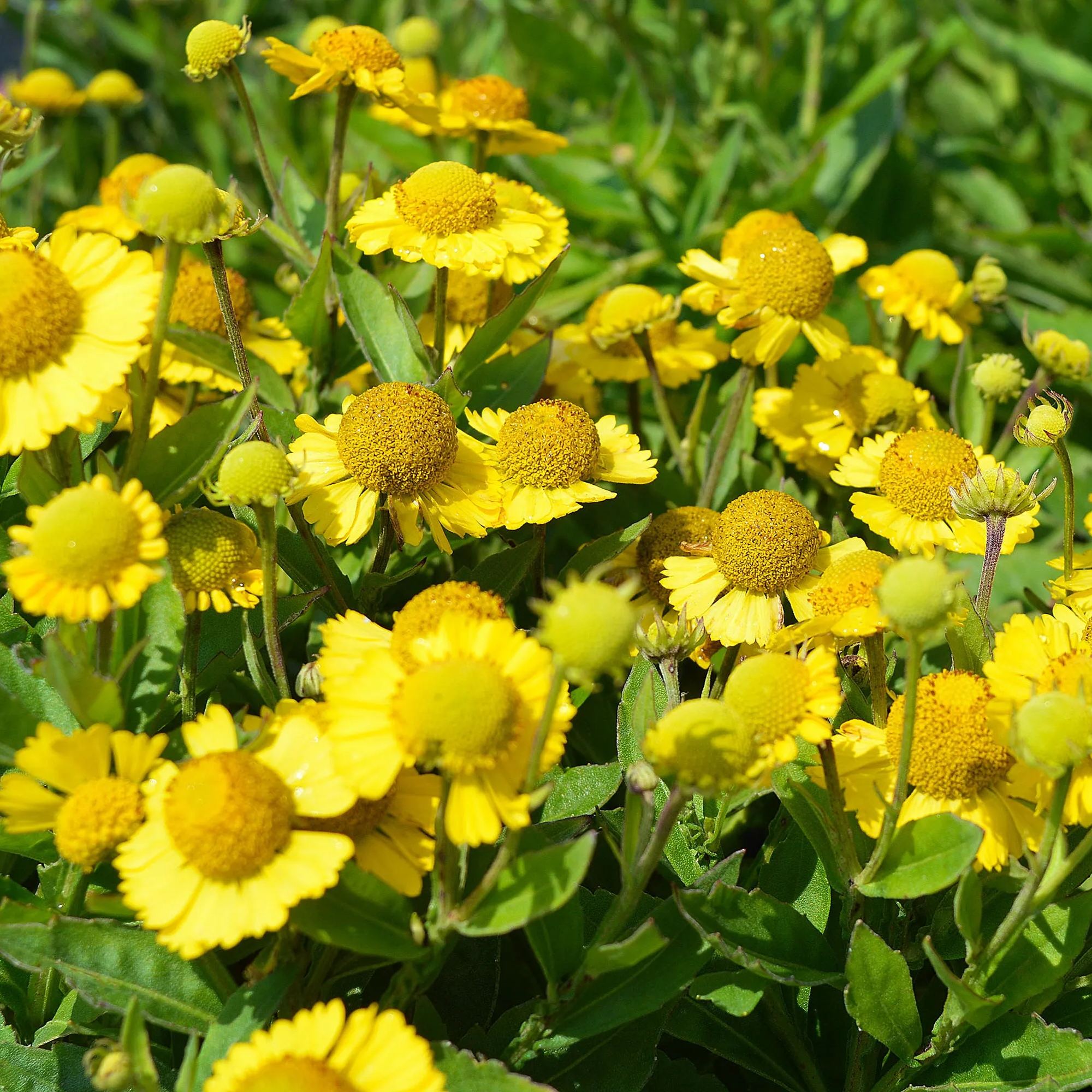 Helenium 'Sombrero'