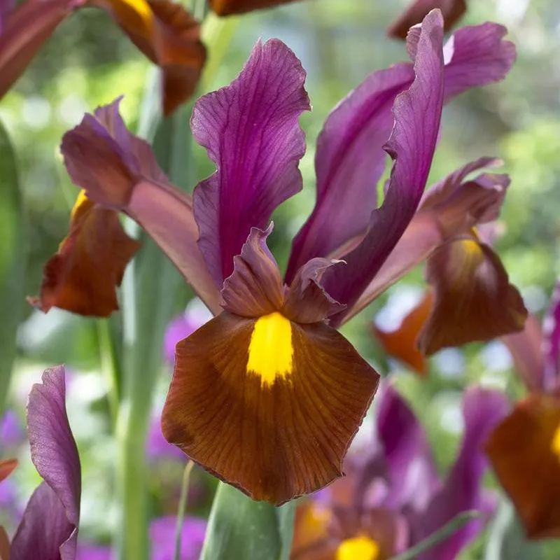 Dutch Iris 'Red Ember'