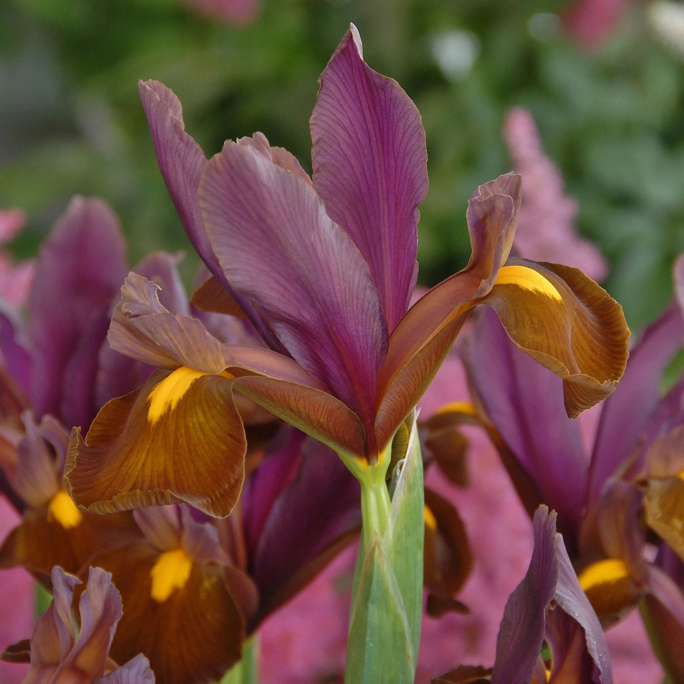 Dutch Iris 'Red Ember'