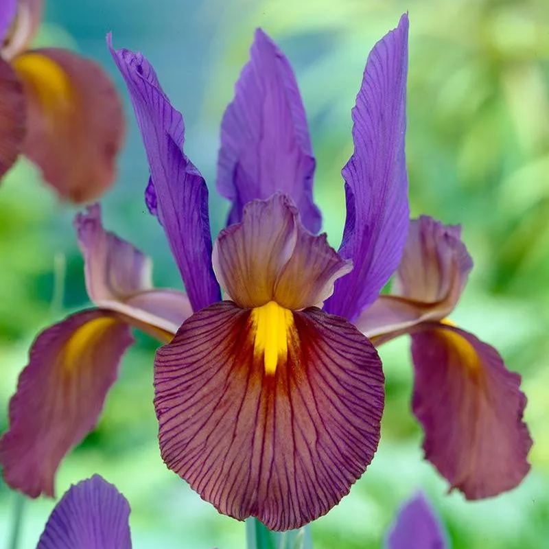 Dutch Iris 'Eye of the Tiger'