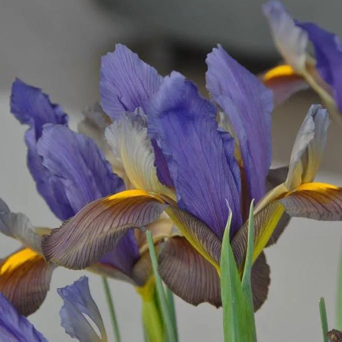 Dutch Iris 'Eye of the Tiger'