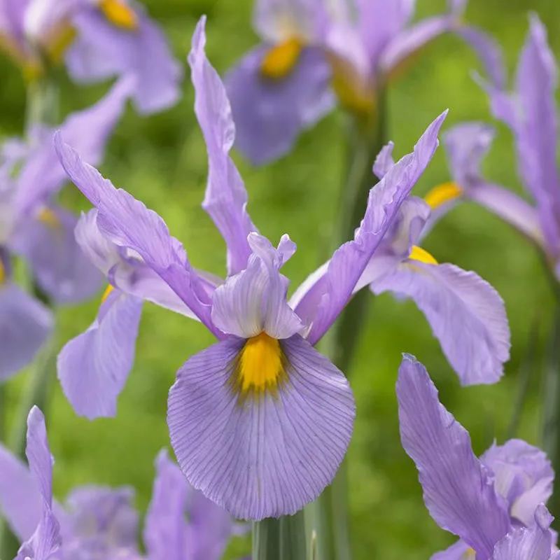 Dutch Iris 'Pink Panther'