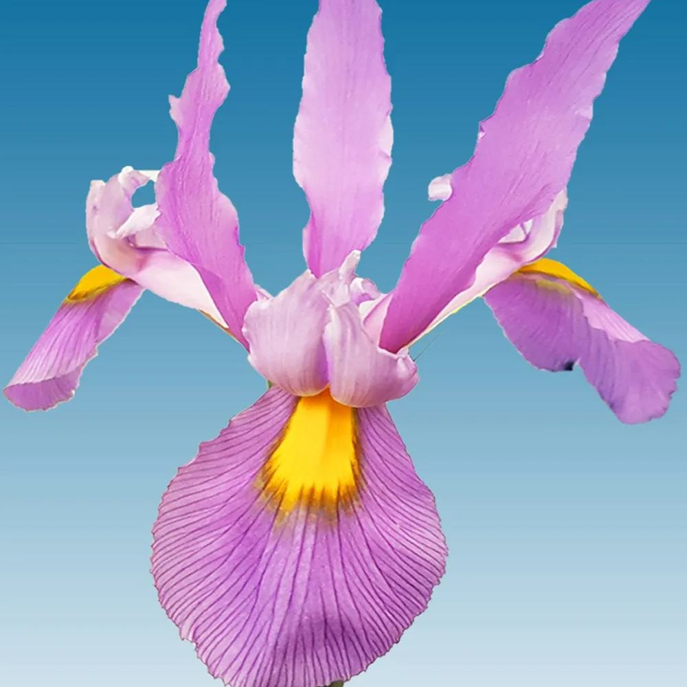 Dutch Iris 'Pink Panther'