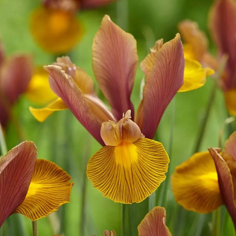 Dutch Iris 'Lion King'