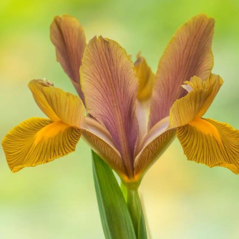 Dutch Iris 'Lion King'