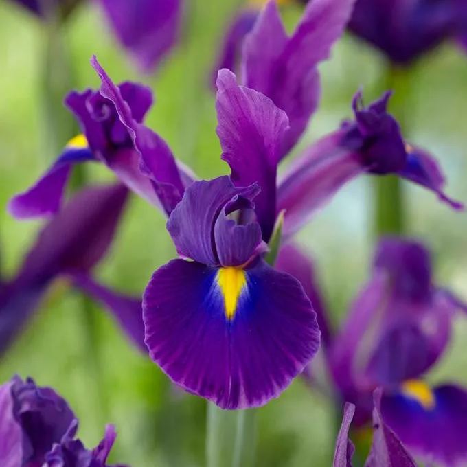 Dutch Iris 'Valentine'