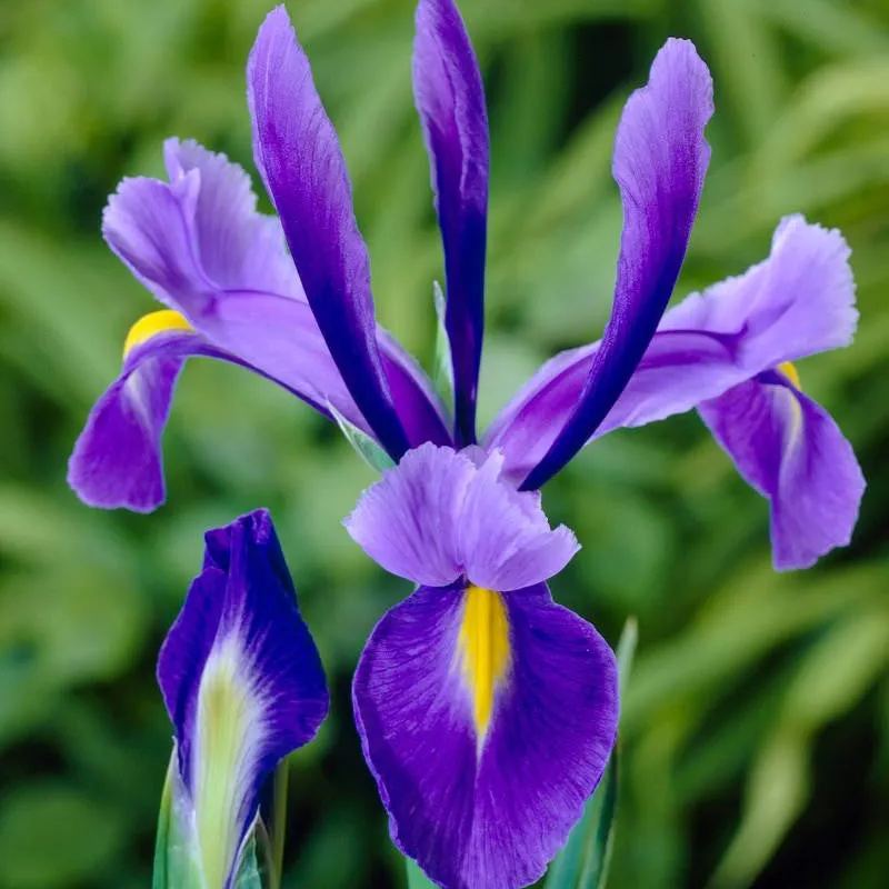 Dutch Iris 'Discovery'