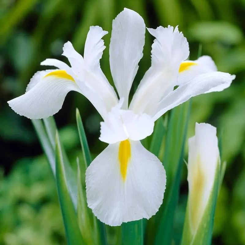 Dutch Iris 'Alaska'