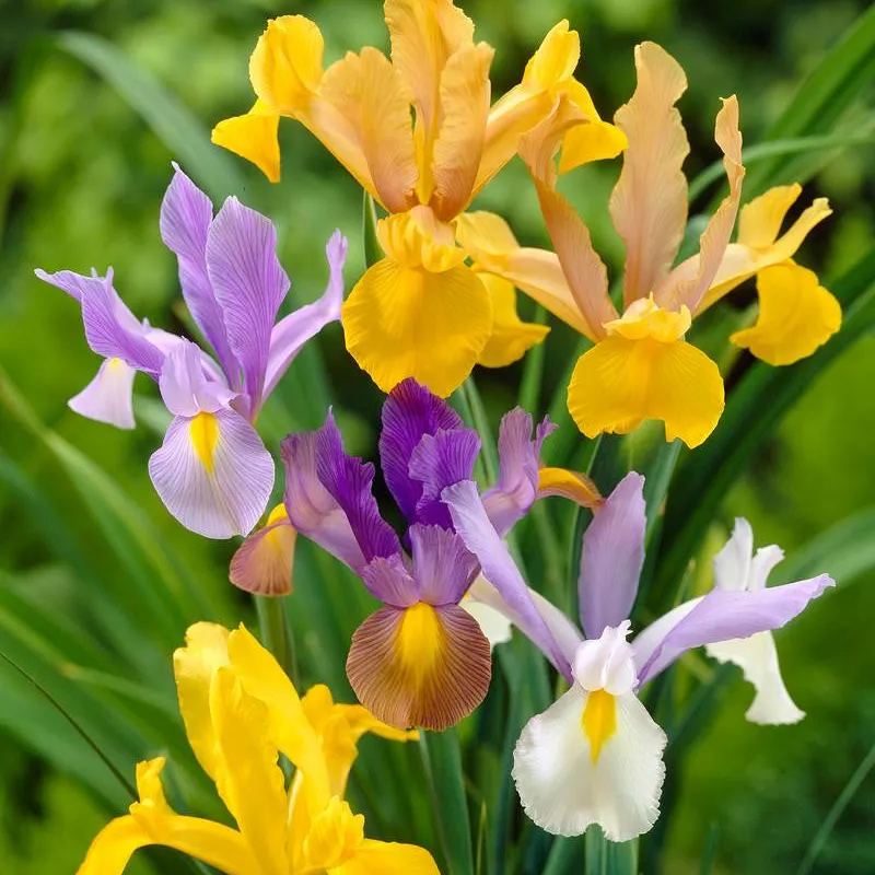 Dutch Iris 'Mixed Colours'