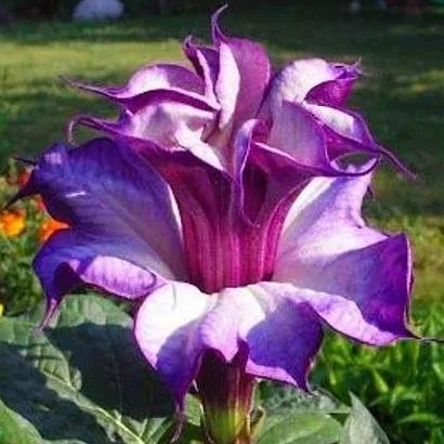  Purple-flowered Datura Seeds