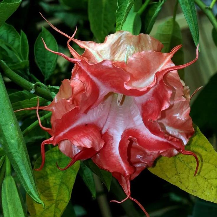 Red-flowered Datura Seeds