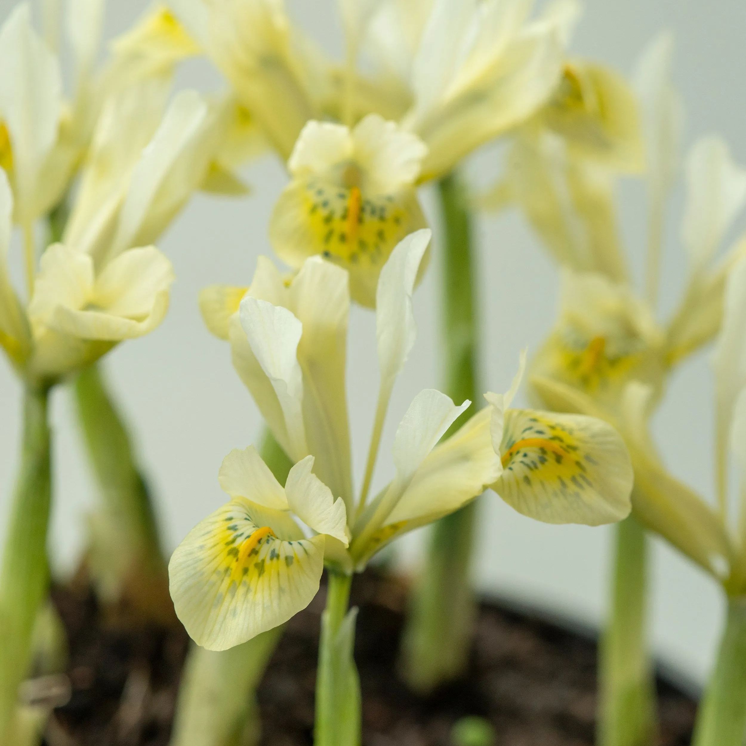 Iris 'Katherine's Gold'