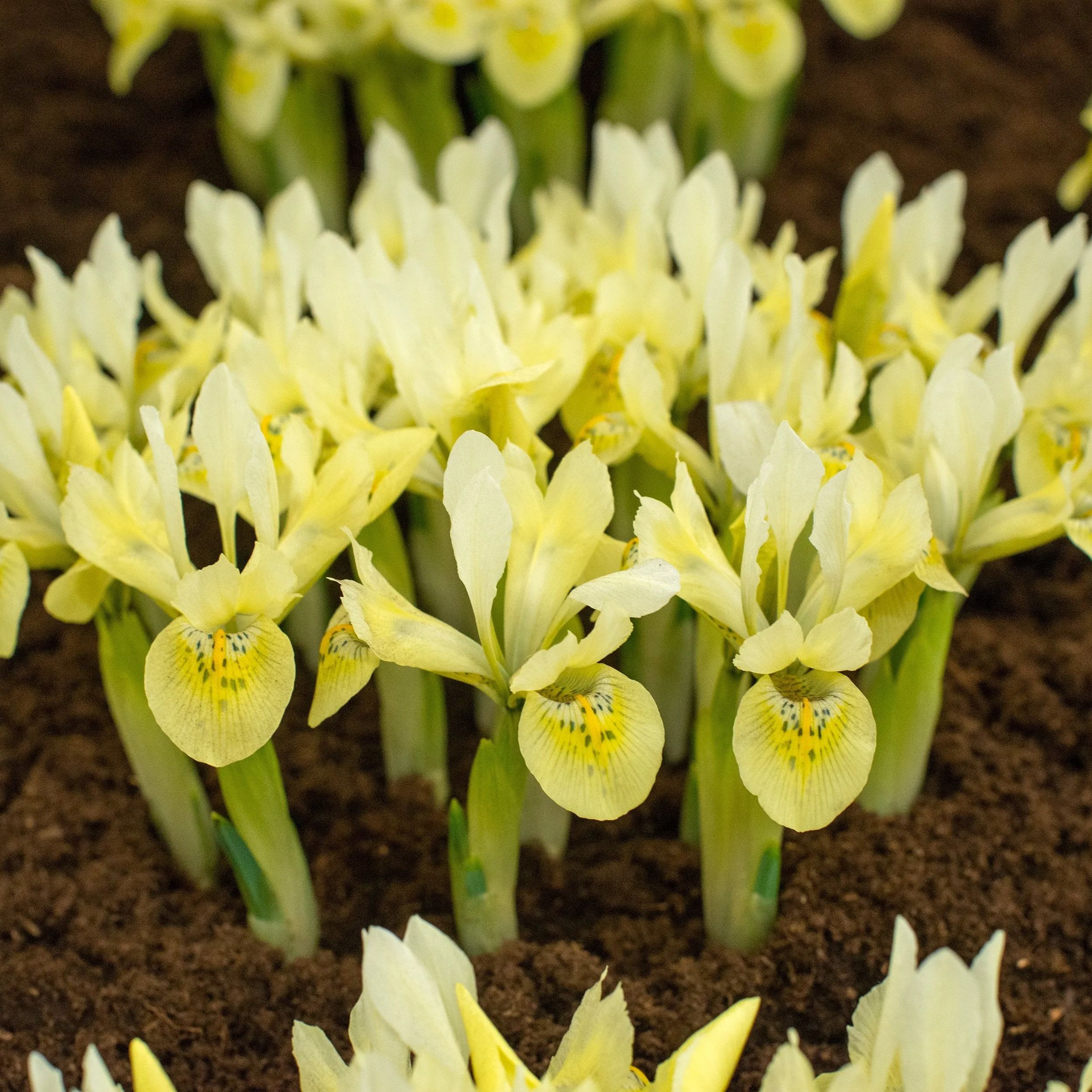 Iris 'Katherine's Gold'