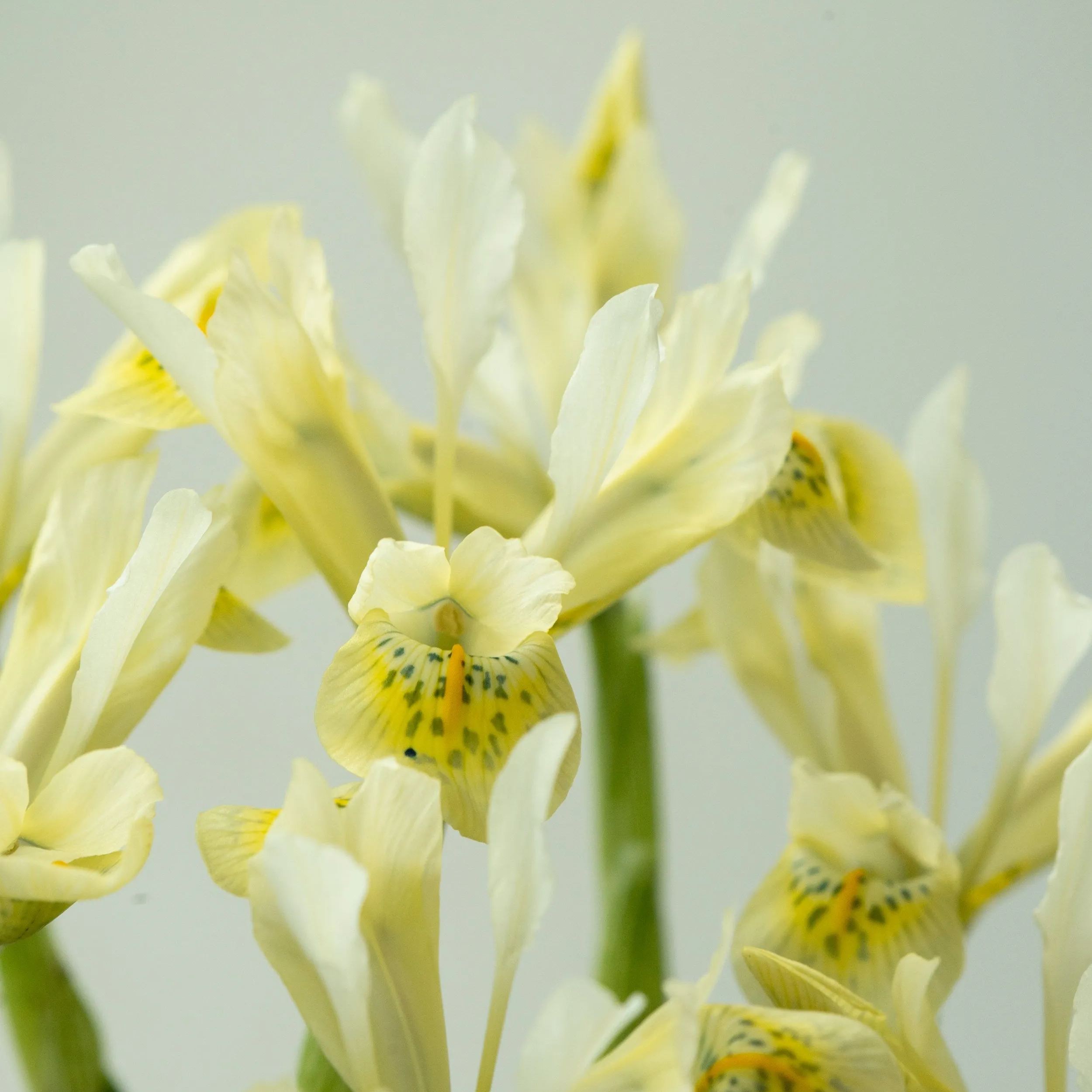 Iris 'Katherine's Gold'