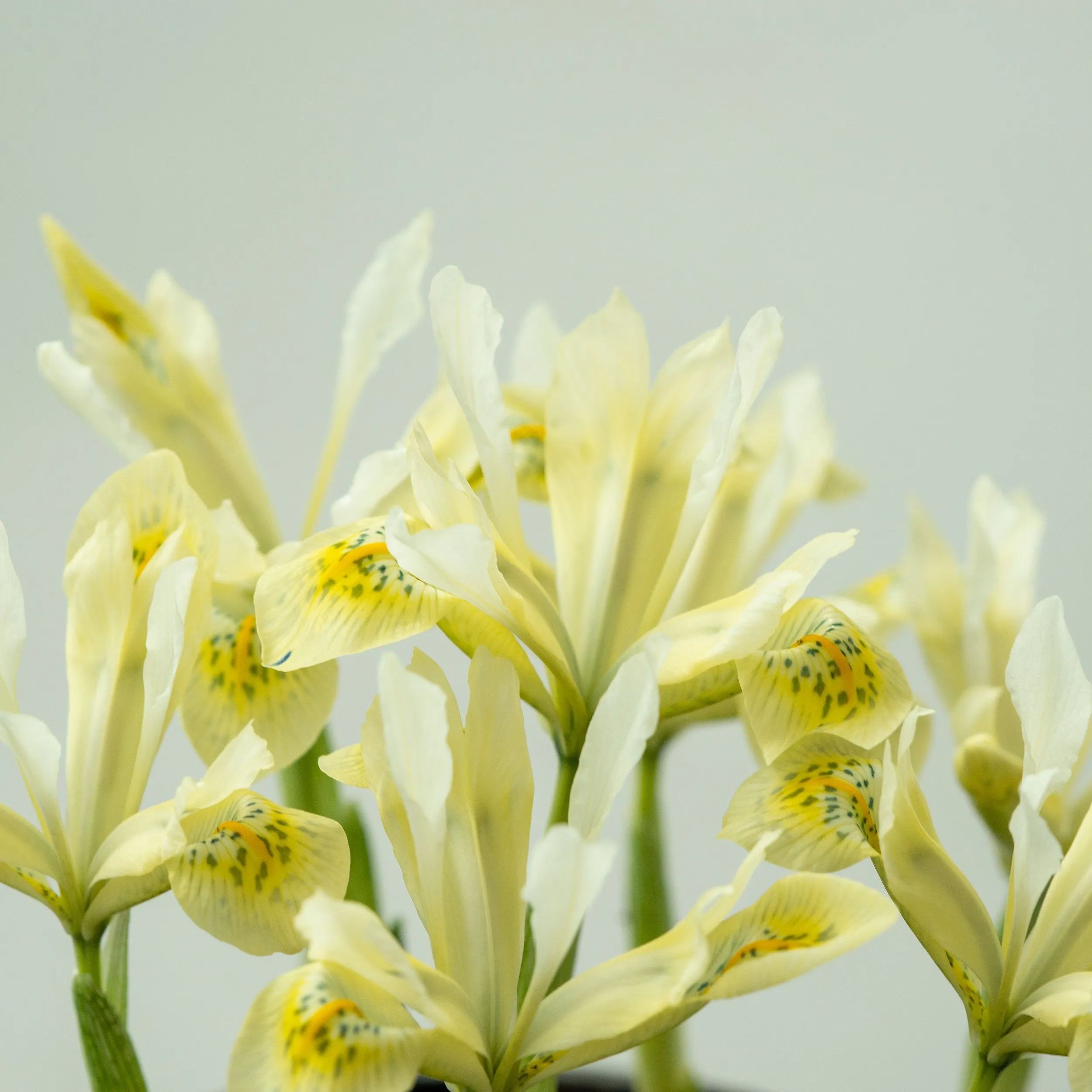 Iris 'Katherine's Gold'