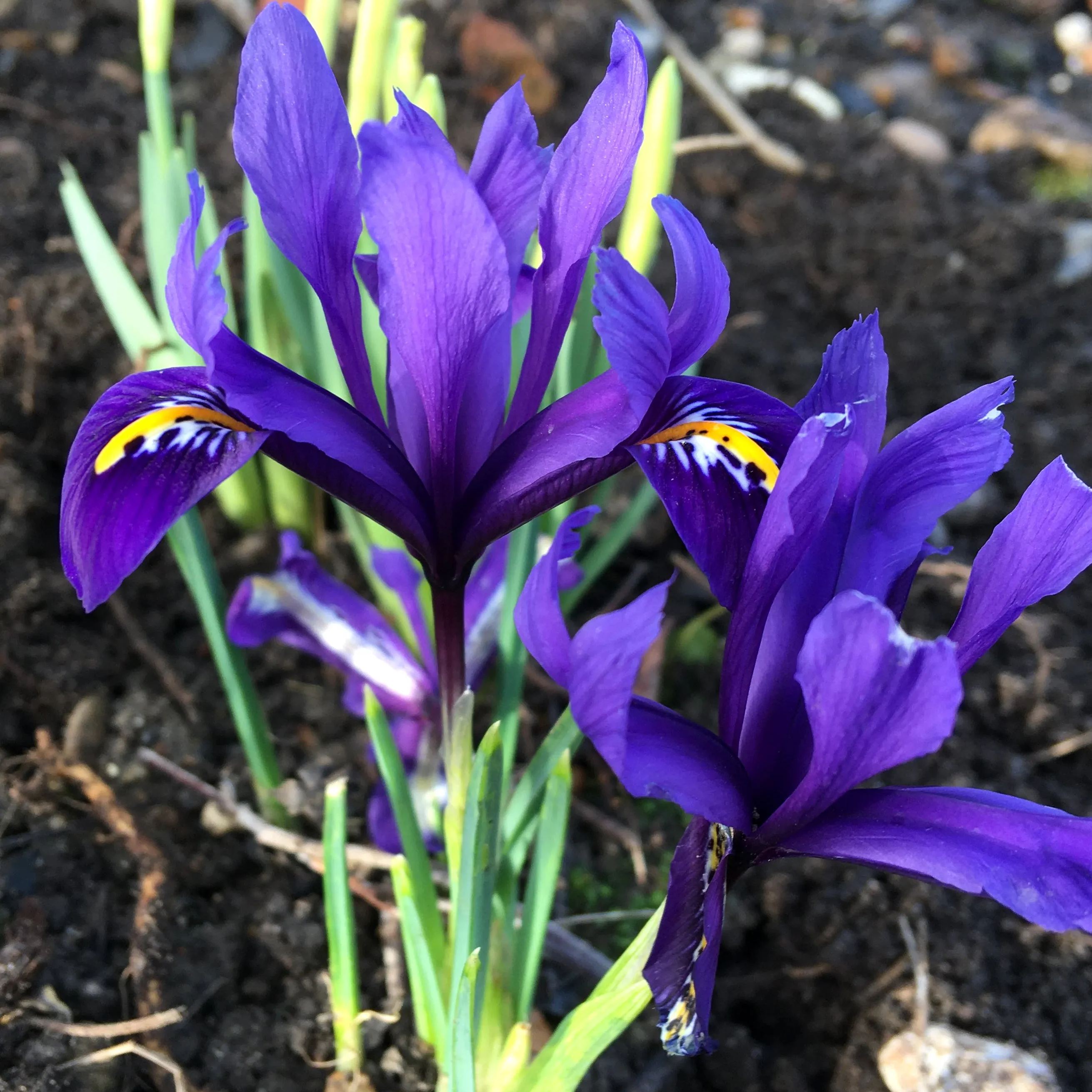 Iris reticulata