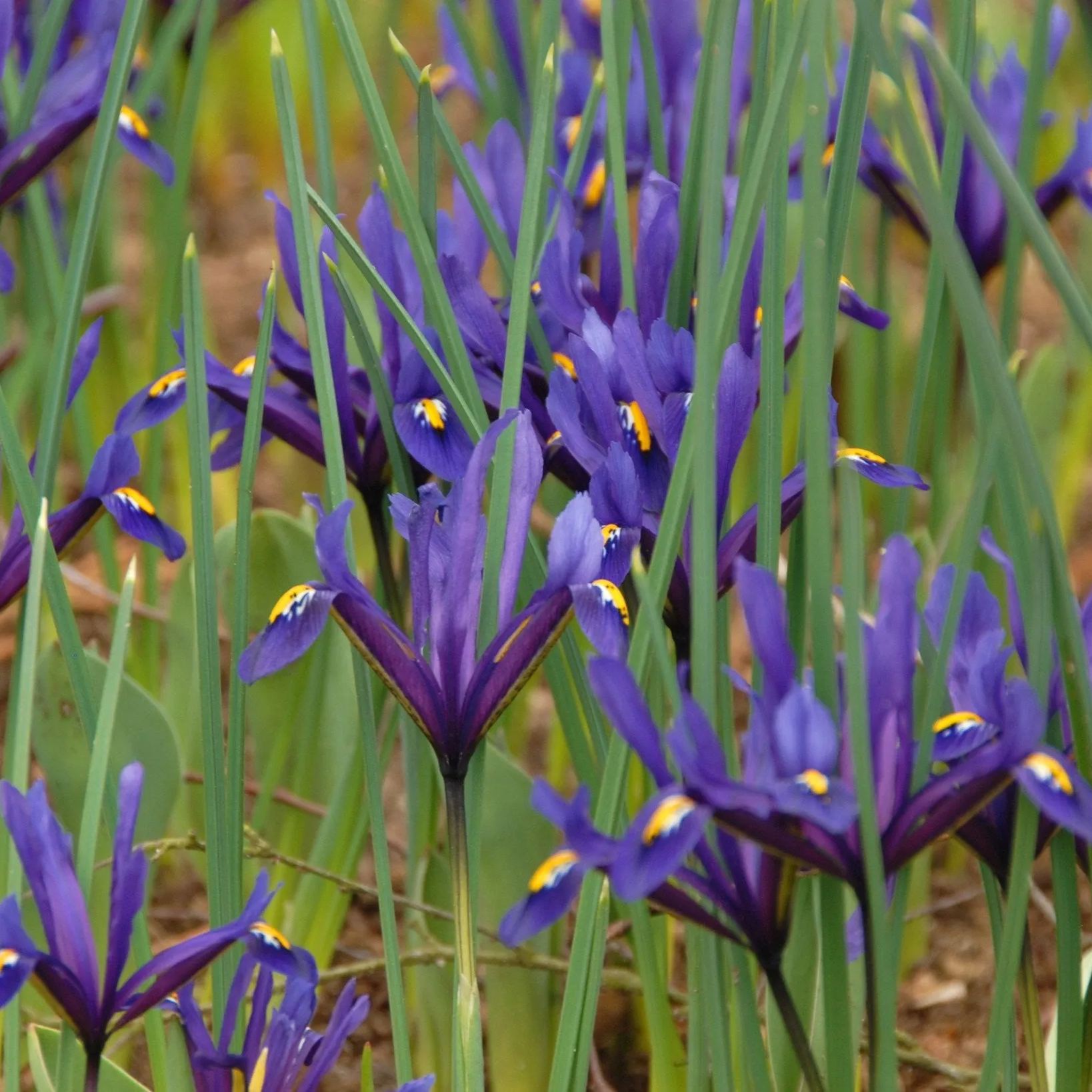 Iris reticulata