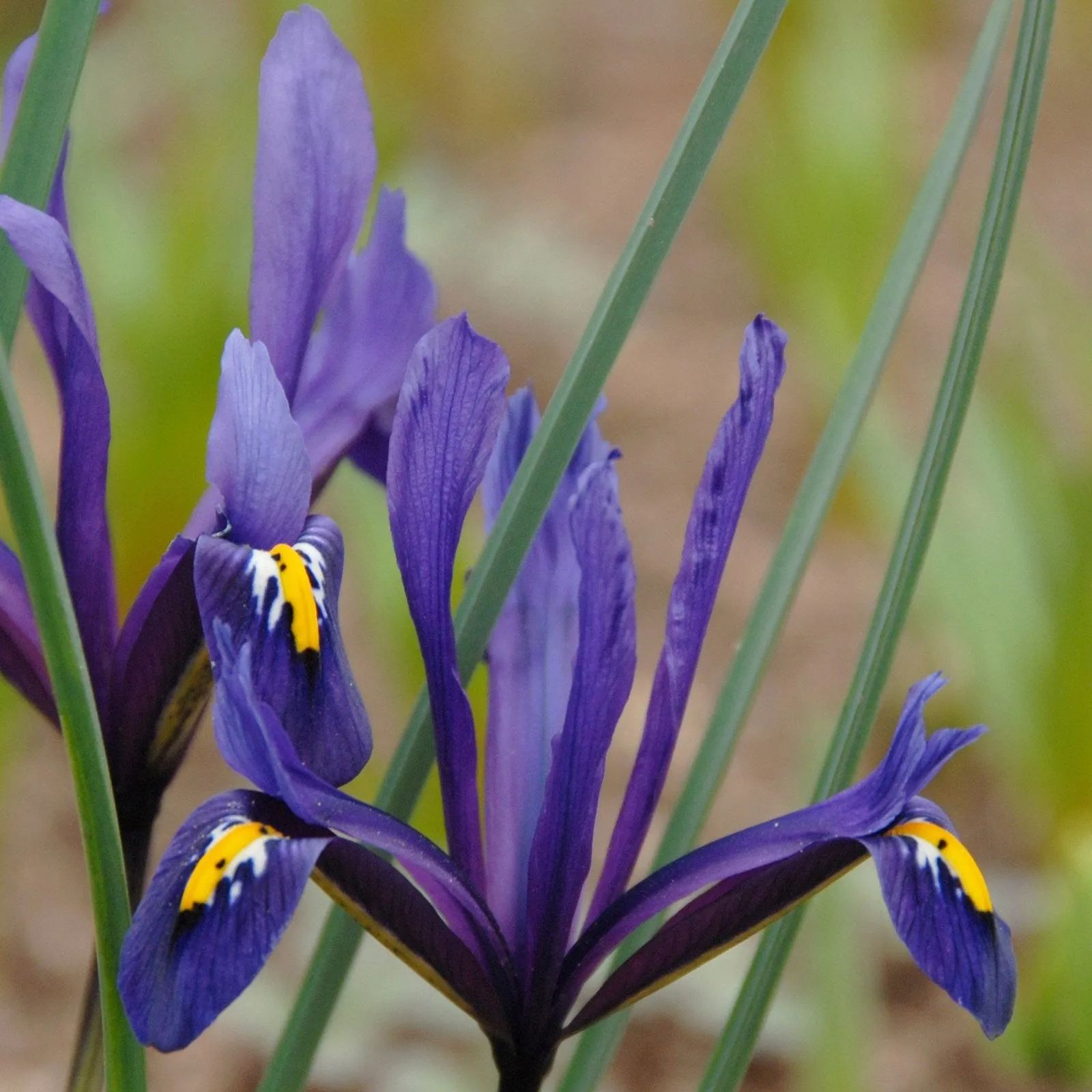 Iris reticulata