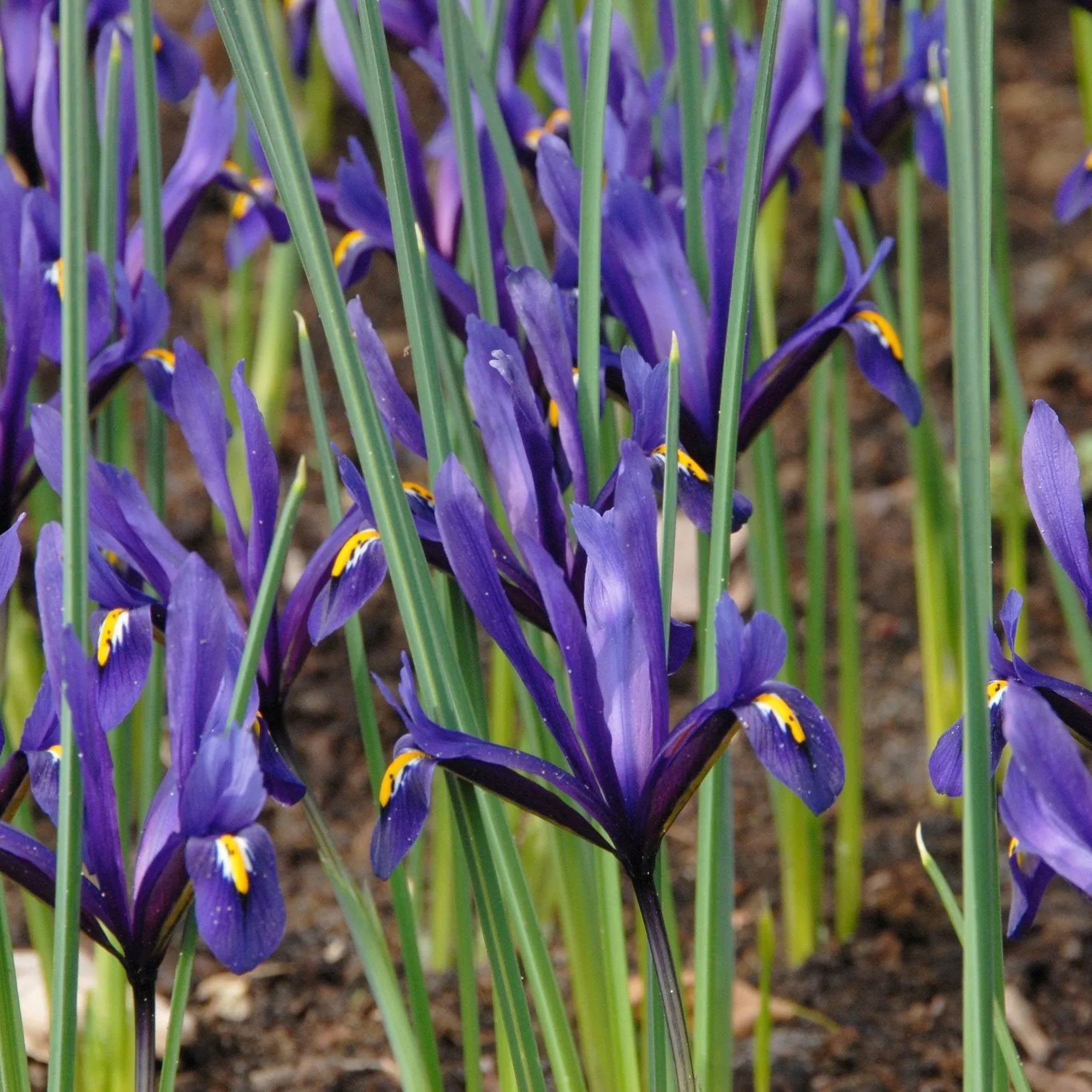 Iris reticulata