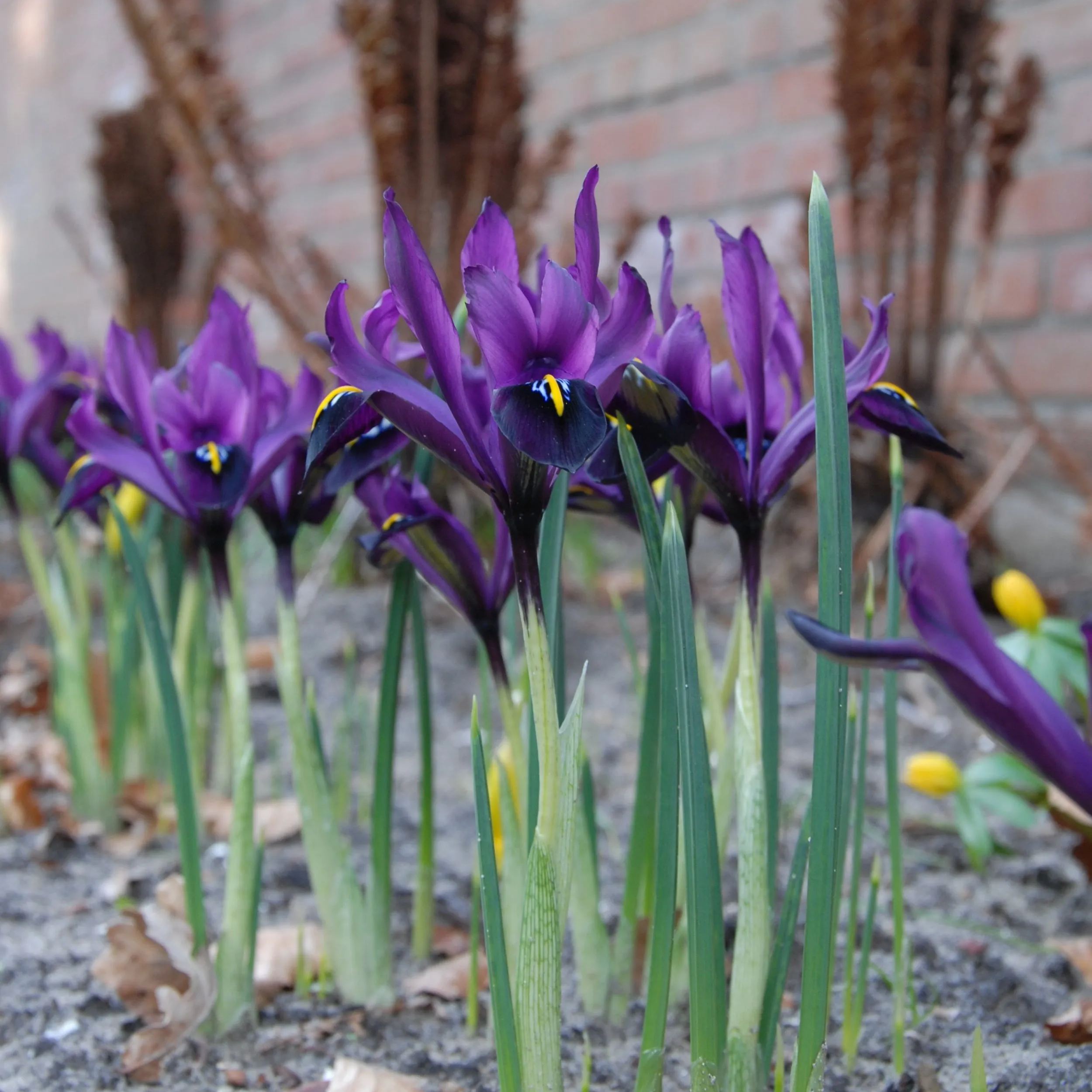 Iris 'George'