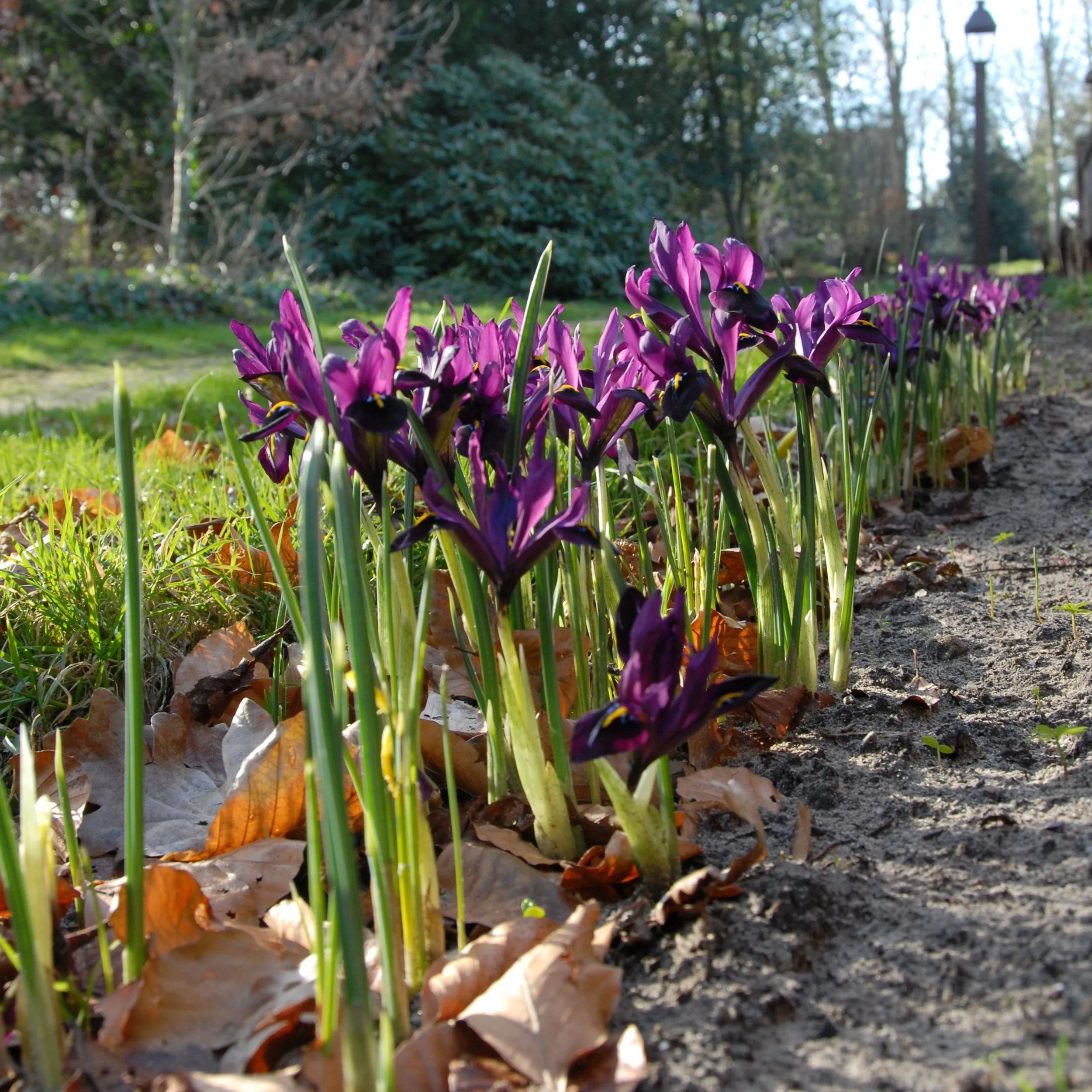 Iris 'George'