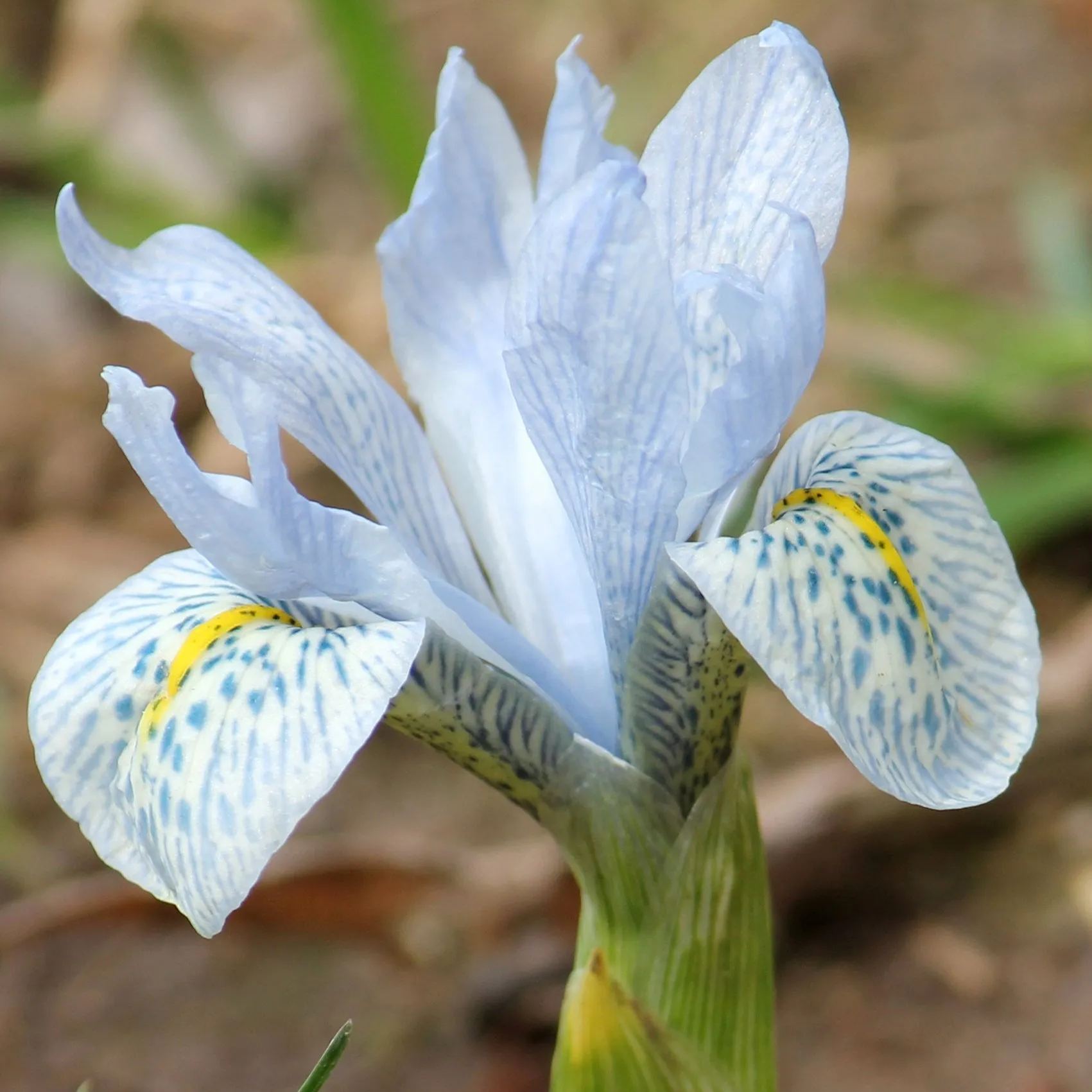 Iris 'Katharine Hodgkin'