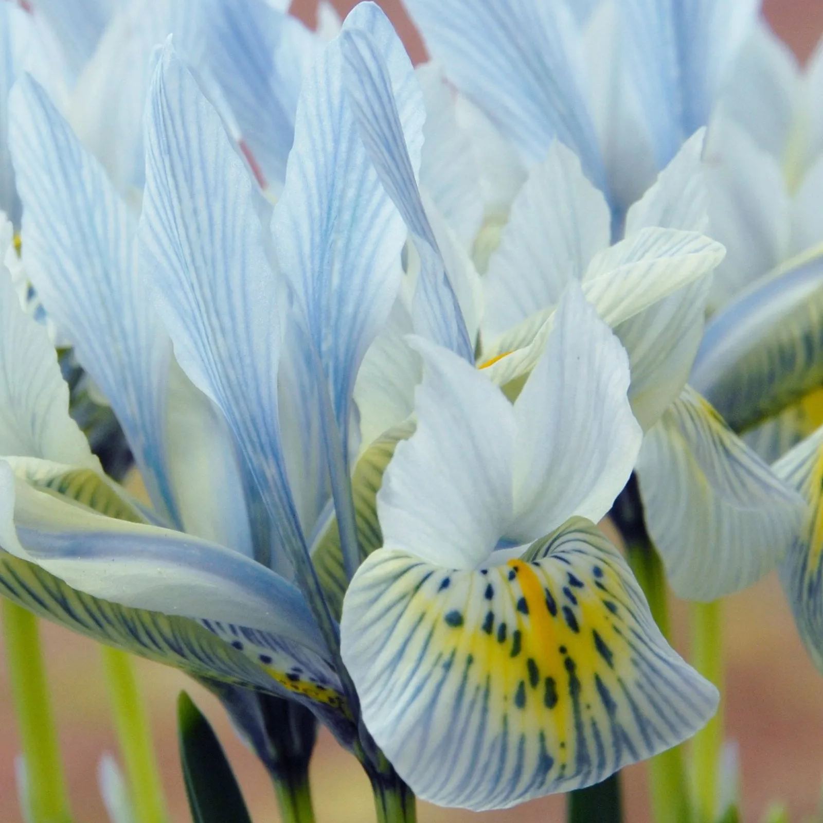 Iris 'Katharine Hodgkin'