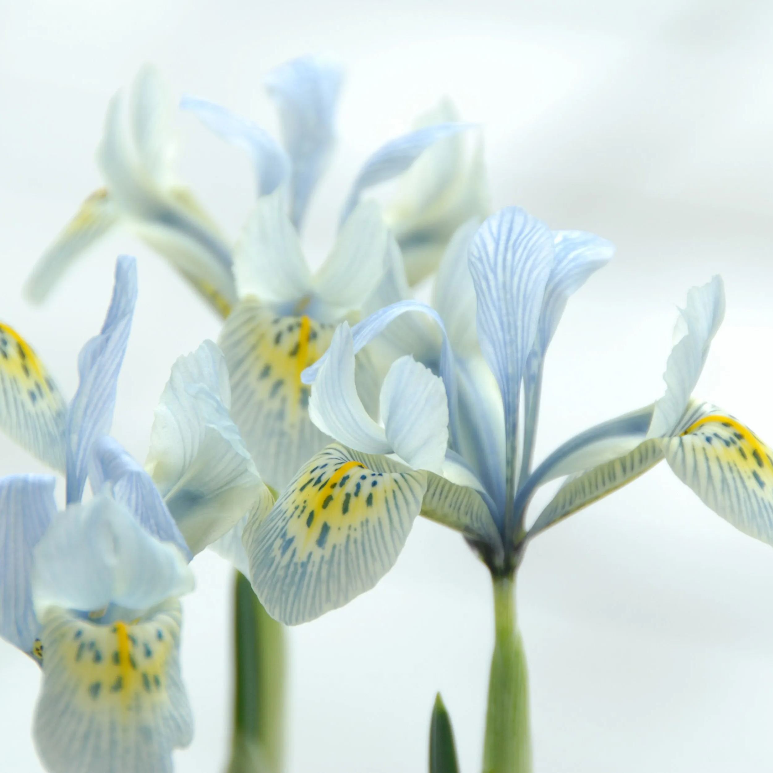 Iris 'Katharine Hodgkin'