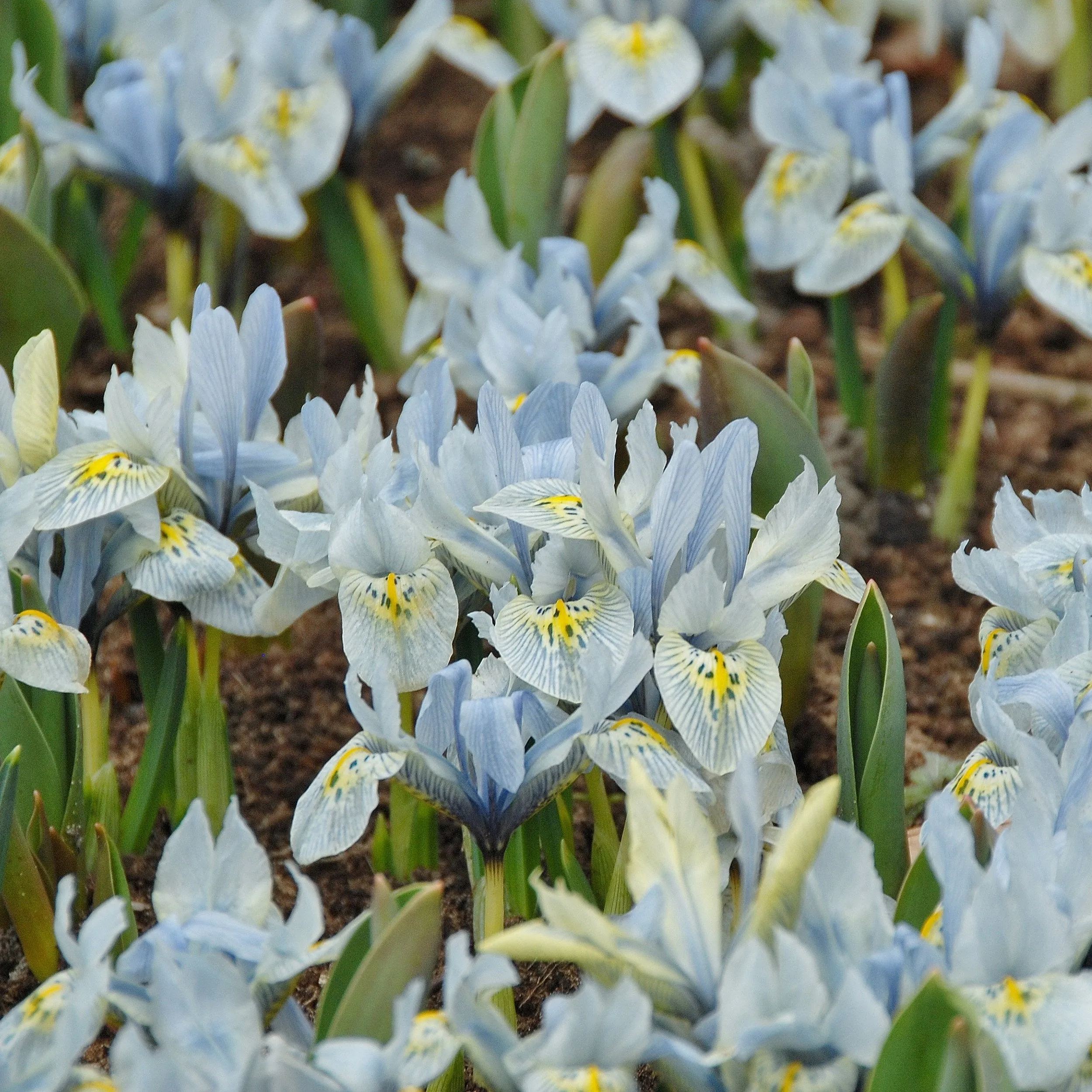 Iris 'Katharine Hodgkin'