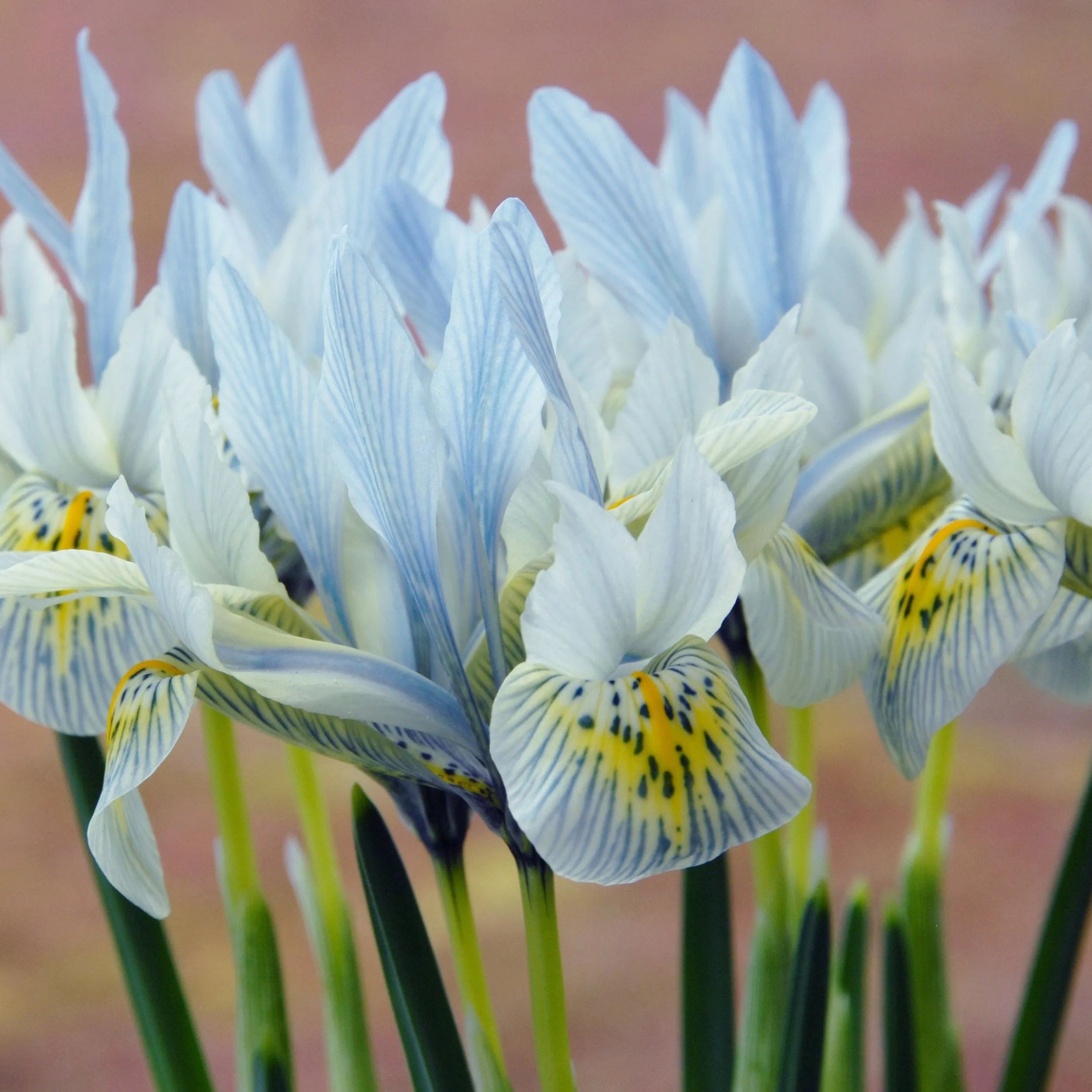Iris 'Katharine Hodgkin'