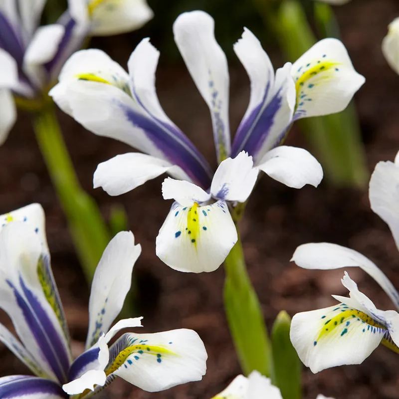Iris 'Eye Catcher'