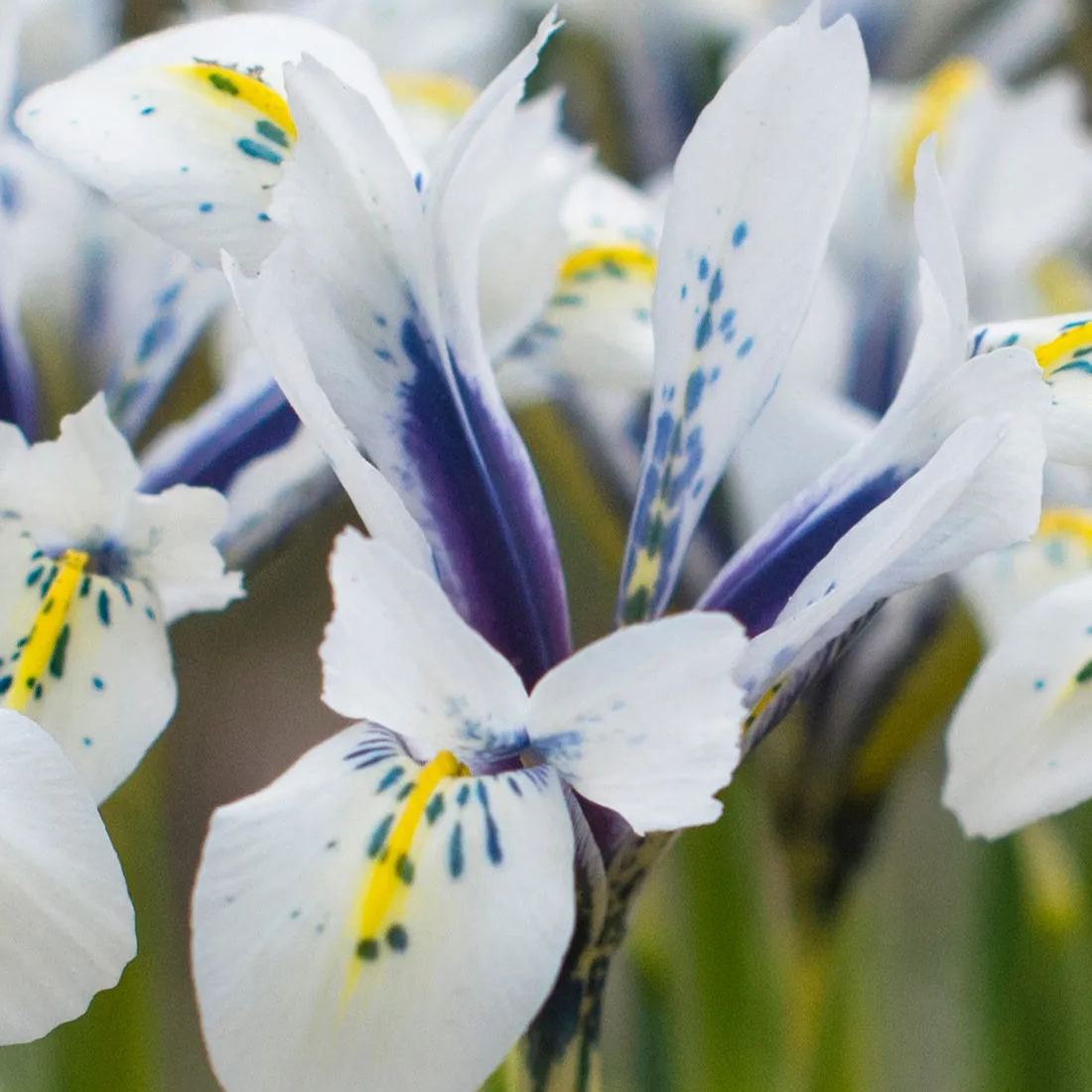 Iris 'Eye Catcher'