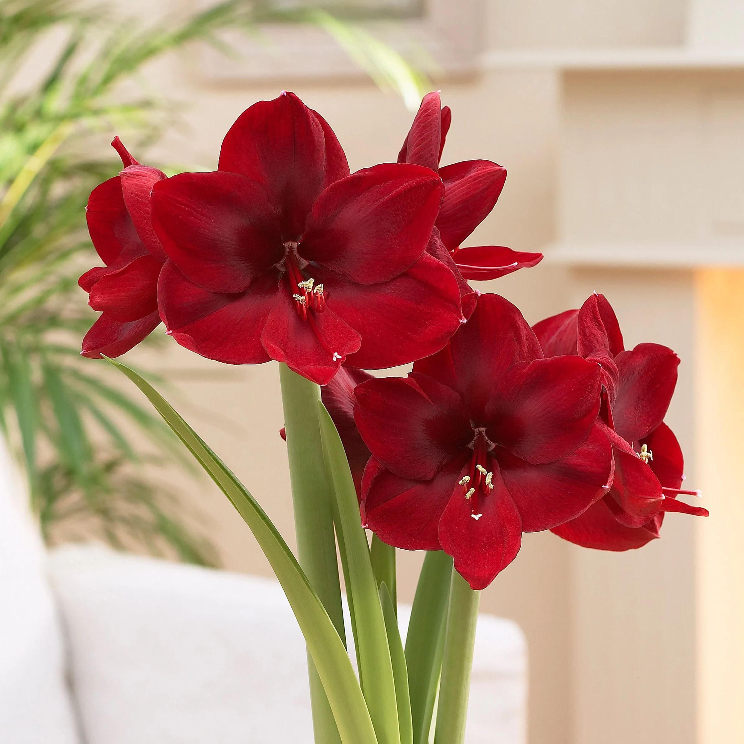 Amaryllis 'Carmen'
