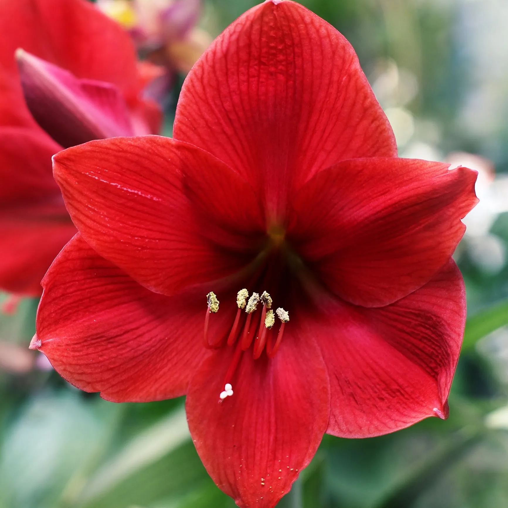 Amaryllis 'Red Lion'