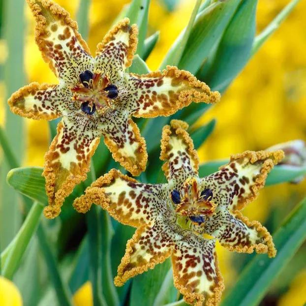 Ferraria crispa "Starfish iris"