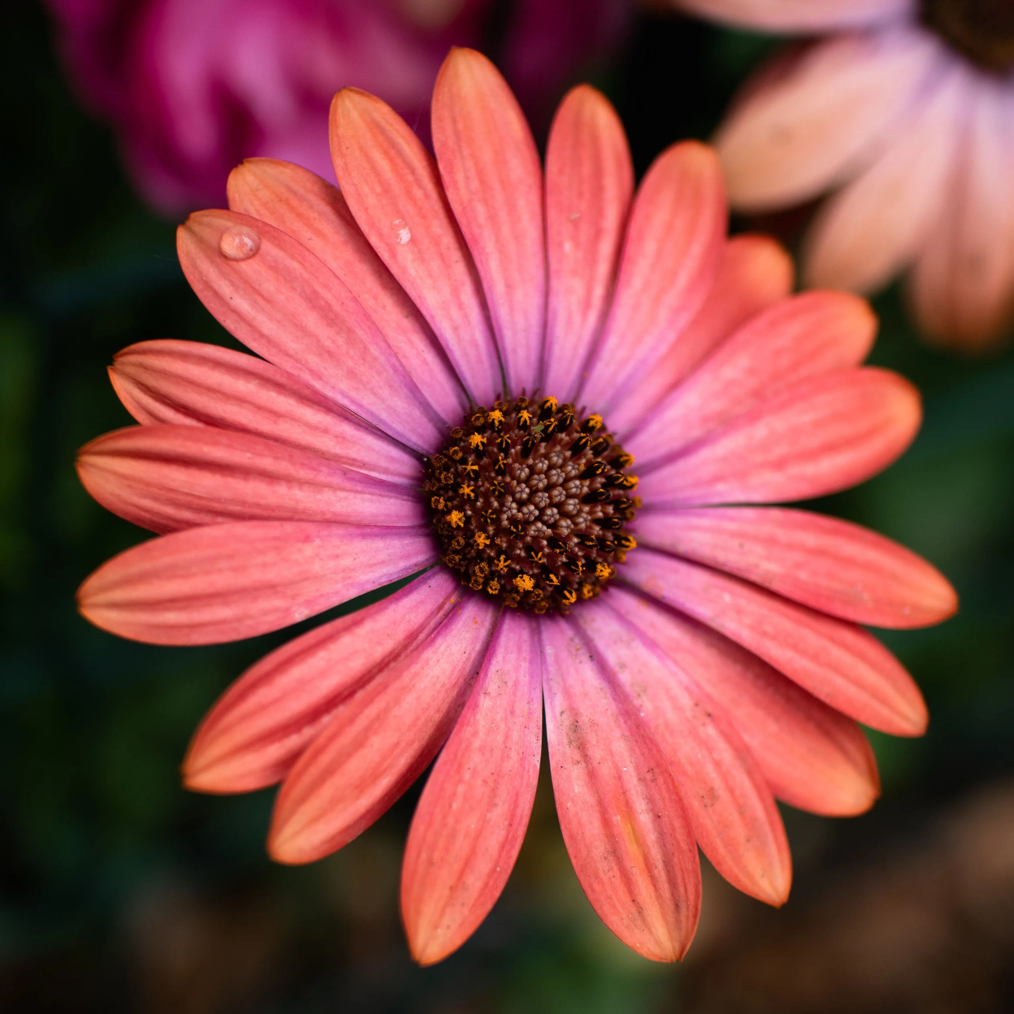 Yellow 🏵️Blue eye chrysanthemum seeds