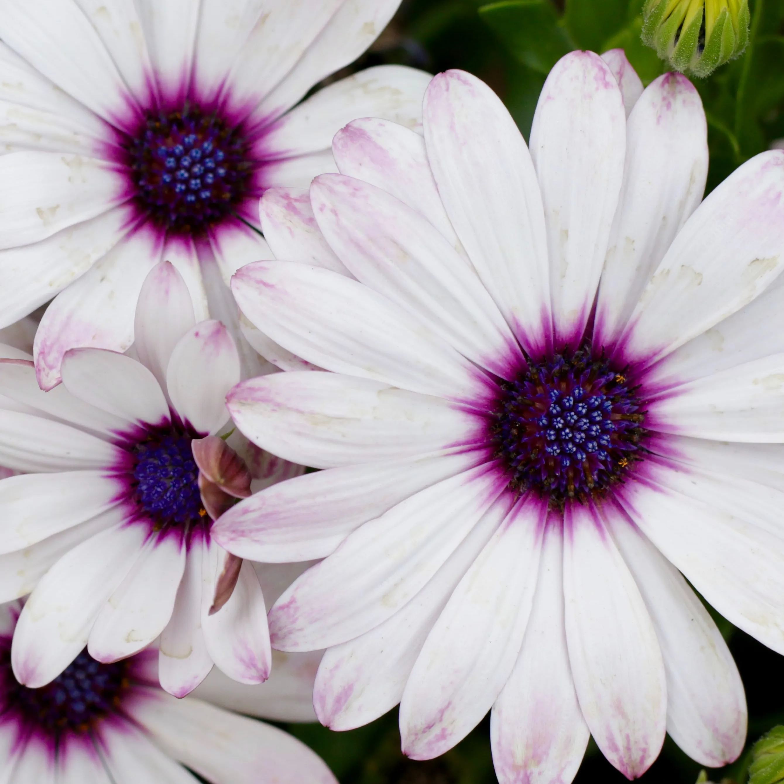 Yellow 🏵️Blue eye chrysanthemum seeds