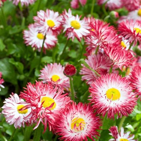 Yellow 🏵️Blue eye chrysanthemum seeds